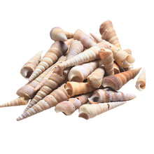 Încărcați imaginea în Galerie, Scoici Decorative Ornamentale Naturale Cochilii de Mare Pura Muttai 2-5 cm Set de 20 buc