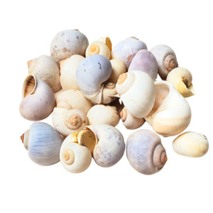 Scoici Decorative Naturale Maritim Cochilii de Mare Melci 3-6 cm Set de 25 buc