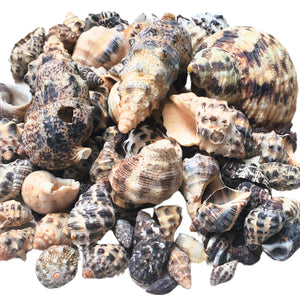 Scoici Decorative Naturale Maritim Cochilii de Mare Melci Negre 3-5 cm Set de 12 buc Pura Muttai