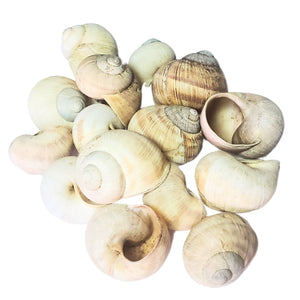 Scoici Decorative Naturale Cochilii de Mare Melci de Livada Alb-Crem 3-5 cm Set de 20 buc Armeria